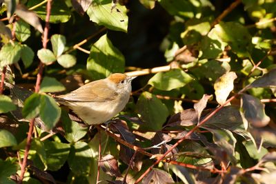 ZWARTKOP - Sylvia atricapilla - EURASIAN BLACKCAP 