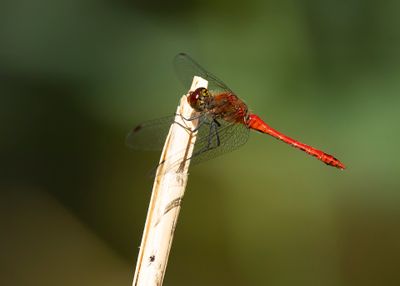 BLOEDRODE HEIDELIBEL - Sympetrum sanguineum - RUDDY DARTER