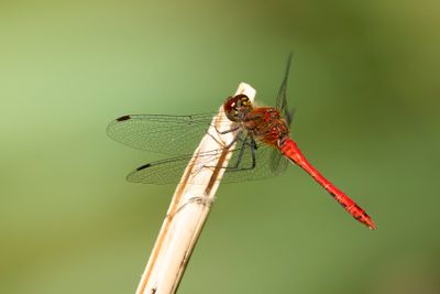 BLOEDRODE HEIDELIBEL - Sympetrum sanguineum - RUDDY DARTER