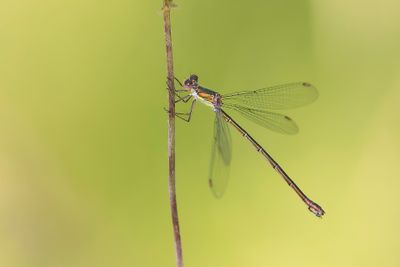 HOUTPANTSERJUFFER - Chalcolestes viridis - WESTERN WILLOW SPREADWING