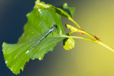 AZUURWATERJUFFER - Pieris napi - AZURE BLUET