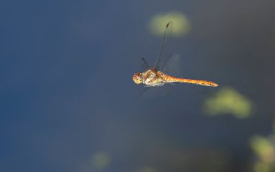 BRUINRODE HEIDELIBEL - Sympetrum striolatum - COMMON DARTER