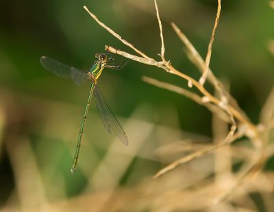 HOUTPANTSERJUFFER - Chalcolestes viridis - WESTERN WILLOW SPREADWING