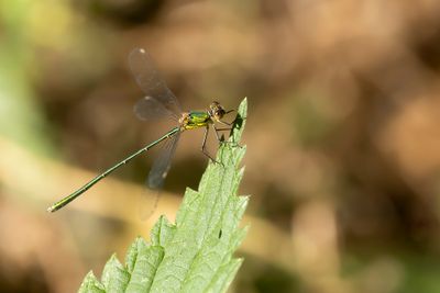 HOUTPANTSERJUFFER - Chalcolestes viridis - WESTERN WILLOW SPREADWING