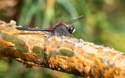 NOORDSE WITSNUITLIBEL - Leucorrhinia rubicunda - NORTHERN WHITE FACED DARTER