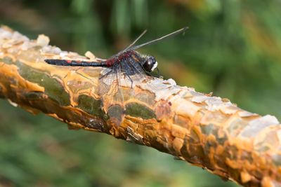 NOORDSE WITSNUITLIBEL - Leucorrhinia rubicunda - NORTHERN WHITE FACED DARTER