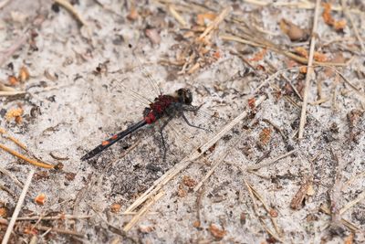 VENWITSNUITLIBEL - Leucorrhinia dubia - WHITE FACED DARTER