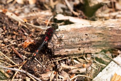 VENWITSNUITLIBEL - Leucorrhinia dubia - WHITE FACED DARTER