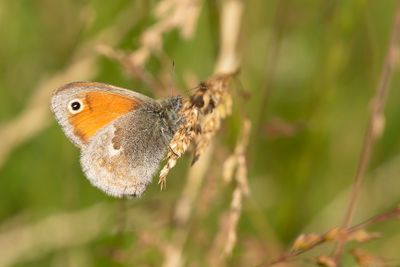 HOOIBESSTJE - Coenonympha pamphilus - SMALL HEATH