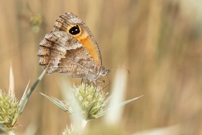 ZUIDELIJK ORANJE ZANDOOGJE - Pyronia cecilia - SOUTHERN GATEKEEPER