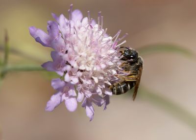 VIERBANDGROEFBIJ - Pyronia cecilia - GIANT FURROW BEE