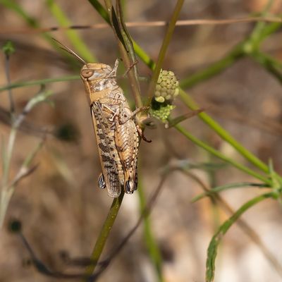BARBARIJSE ROZEVLEUGEL - Calliptamus barbarus -