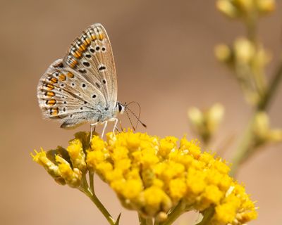 MEDITERAAN ICARUSBLAUWTJE - Polyommatus celina - SOUTHERN COMMON BLUE