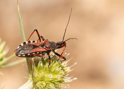 RODE ROOFWANTS - Rhynocoris iracundus -