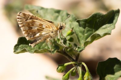 AAMBEELDSPIKKELDIKKOPJE - Pyrgus onopordi - ROSY GRIZZLED SKIPPER