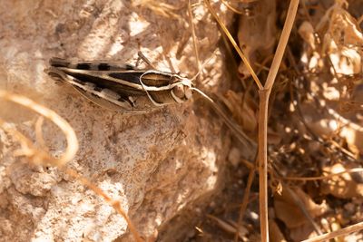 CALLIPTAMUS SPEC.