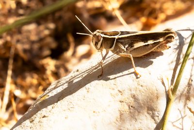 CALLIPTAMUS SPEC.