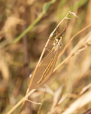 _G0A5256.jpg