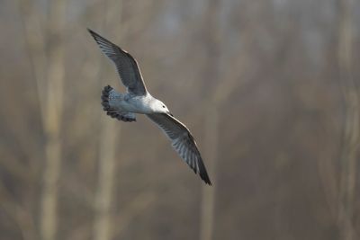 PONTISCHE MEEUW - Larus cachinnans - CASPIAN GULL