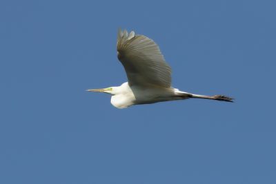 GROTE ZILVERREIGER - Ardea alba - GREAT EGRET