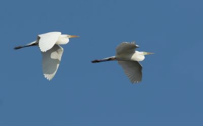 GROTE ZILVERREIGER - Ardea alba - GREAT EGRET