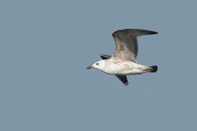 PONTISCHE MEEUW - Larus cachinnans - CASPIAN GULL