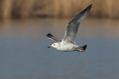 PONTISCHE MEEUW - Larus cachinnans - CASPIAN GULL