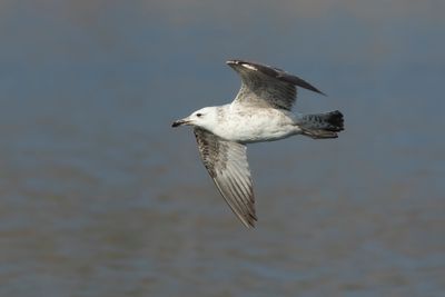 PONTISCHE MEEUW - Larus cachinnans - CASPIAN GULL