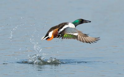 SLOBEEND - Spatula clypeata - NORTHERN SHOVELER
