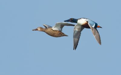 SLOBEEND - Spatula clypeata - NORTHERN SHOVELER