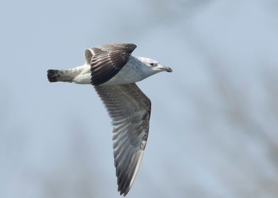 PONTISCHE MEEUW - Larus cachinnans - CASPIAN GULL