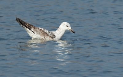 PONTISCHE MEEUW - Larus cachinnans - CASPIAN GULL
