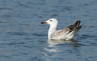 PONTISCHE MEEUW - Larus cachinnans - CASPIAN GULL