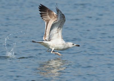 PONTISCHE MEEUW - Larus cachinnans - CASPIAN GULL