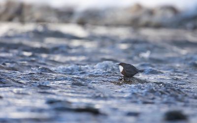 WATERSPREEUW - Cinclus cinclus - WHITE-THROATED DIPPER
