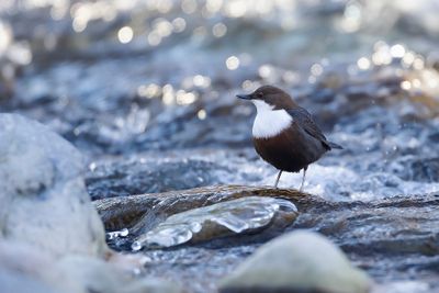 WATERSPREEUW - Cinclus cinclus - WHITE-THROATED DIPPER