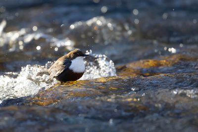 WATERSPREEUW - Cinclus cinclus - WHITE-THROATED DIPPER
