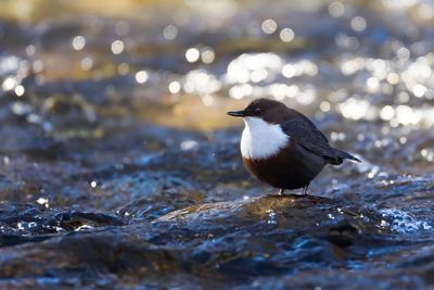 WATERSPREEUW - Cinclus cinclus - WHITE-THROATED DIPPER