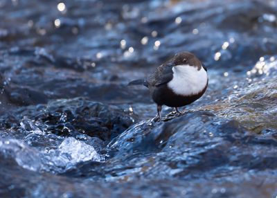 WATERSPREEUW - Cinclus cinclus - WHITE-THROATED DIPPER