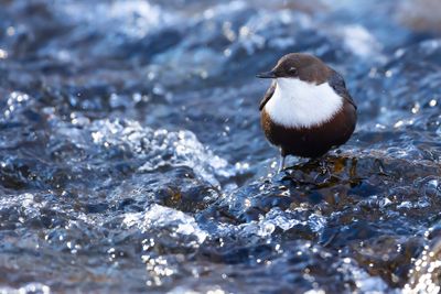 WATERSPREEUW - Cinclus cinclus - WHITE-THROATED DIPPER