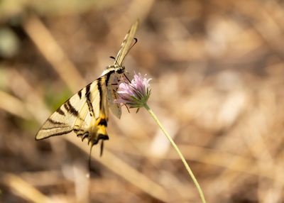 KONINGSPAGE - Iphiclides podalirius - SCARCE SWALLOWTAIL