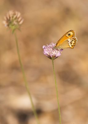BLEEK HOOIBEESTJE - Coenonympha dorus - DUSKY HEATH