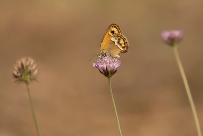 BLEEK HOOIBEESTJE - Coenonympha dorus - DUSKY HEATH