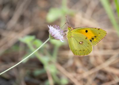 ORANJE LUZERNEVLINDER - Colias crocea - CLOUDED YELLOW