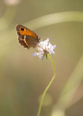 SPAANS ORANJE ZANDOOGJE - Pyronia bathseba - SPANISH GATEKEEPER