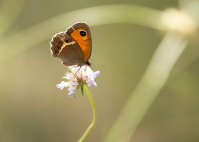 SPAANS ORANJE ZANDOOGJE - Pyronia bathseba - SPANISH GATEKEEPER