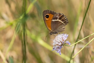 SPAANS ORANJE ZANDOOGJE - Pyronia bathseba - SPANISH GATEKEEPER