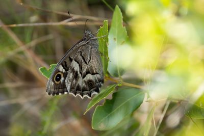 GESTREEPTE HEIVLINDER - Hipparchia fidia - STRIPED GRAYLING