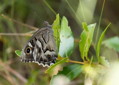 GESTREEPTE HEIVLINDER - Hipparchia fidia - STRIPED GRAYLING