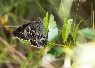 GESTREEPTE HEIVLINDER - Hipparchia fidia - STRIPED GRAYLING
